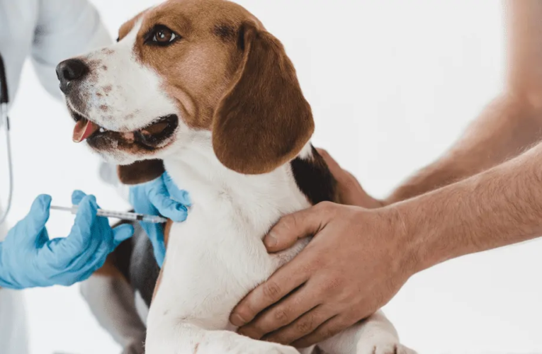 How To Prepare Your Pet For Puppy Vaccinations