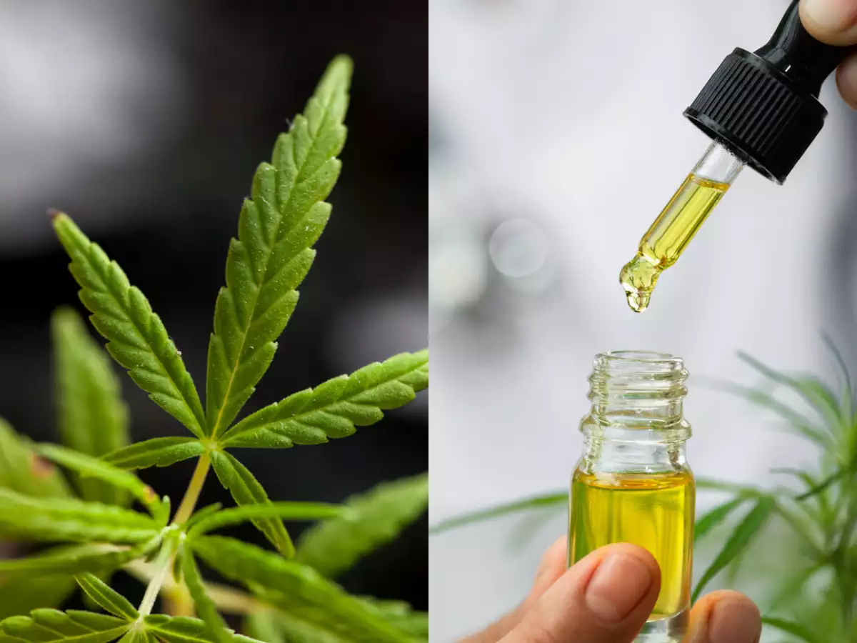 How to Buy CBD Oil Online That Works With Proven Results